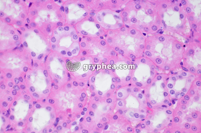 Epithelium unistratifié Rein Singe x160 - gryphea.com